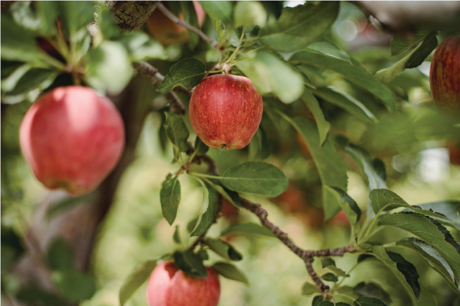 Autumnal Fruit Trees