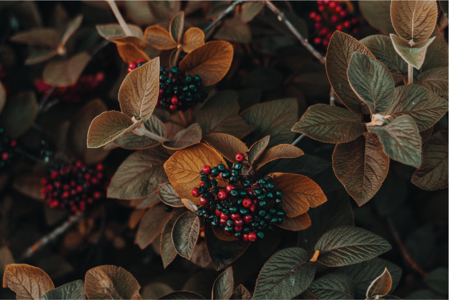 Things to do in the garden in late October