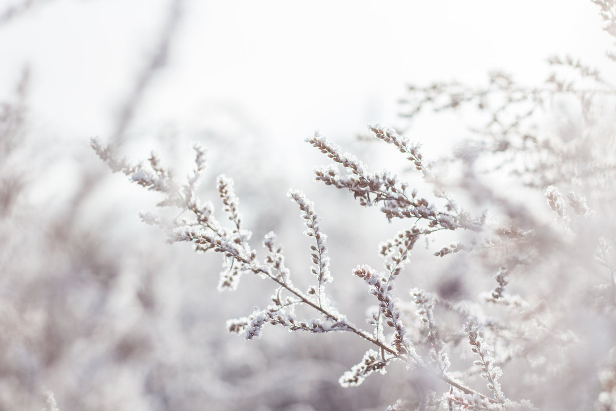 Winter care for house plants