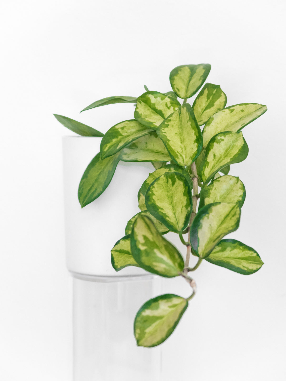 How to care for your sweetheart plant