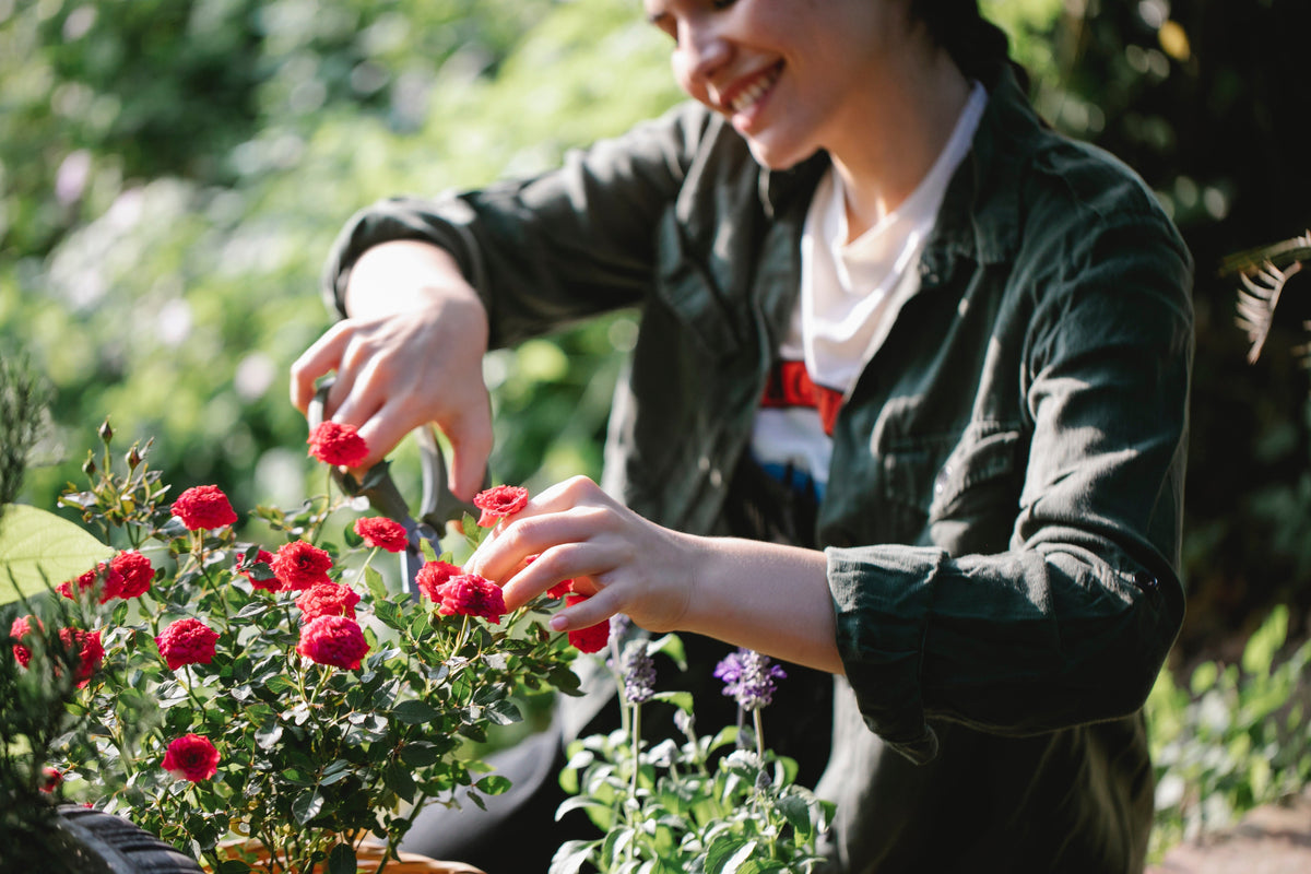 Plant propagation for beginners