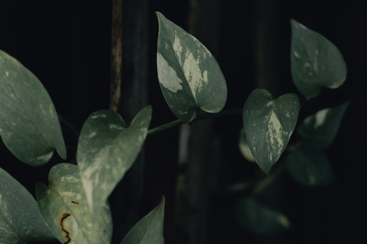 Plant parenting 101: Pothos