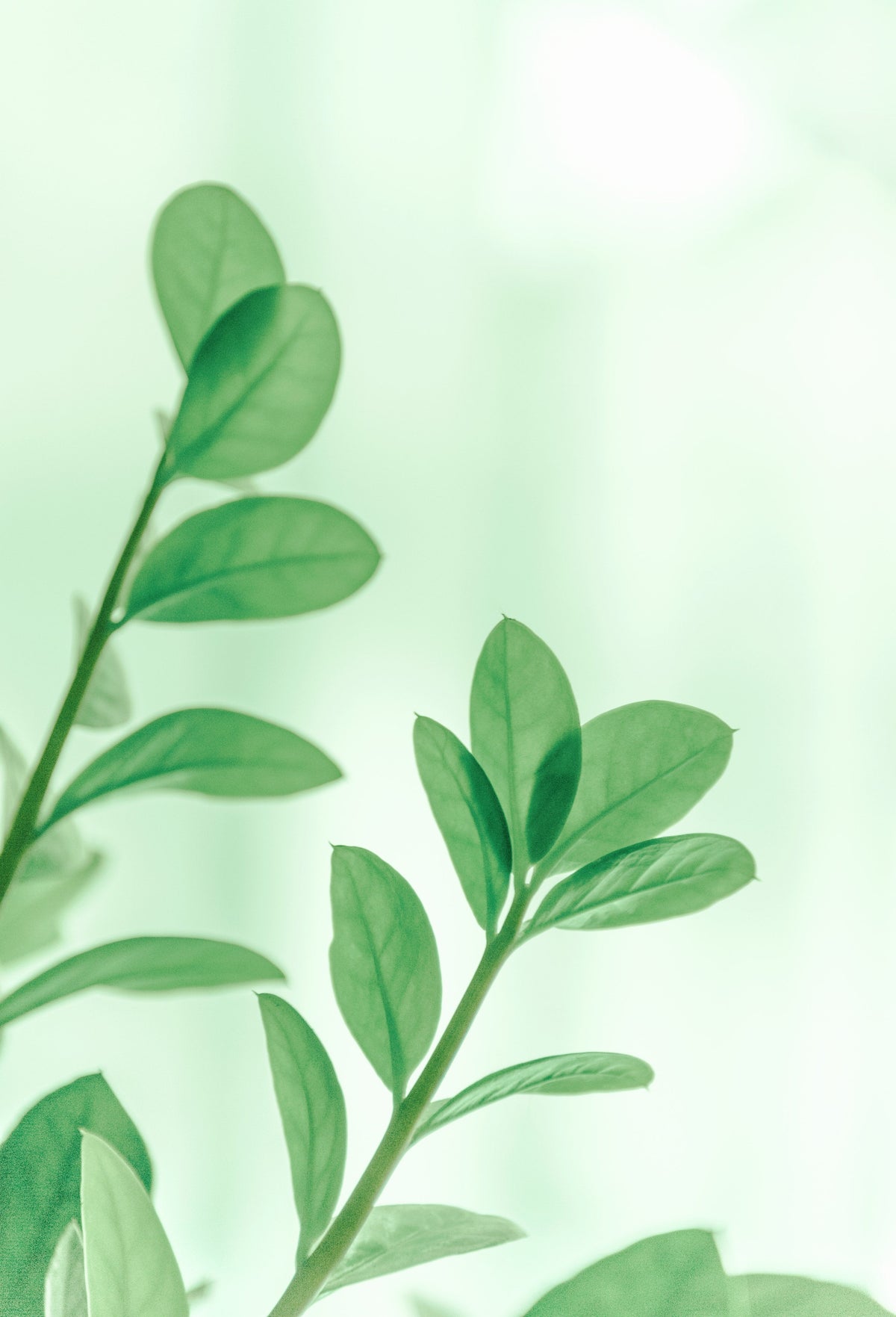 How to know if your plant needs more sunlight