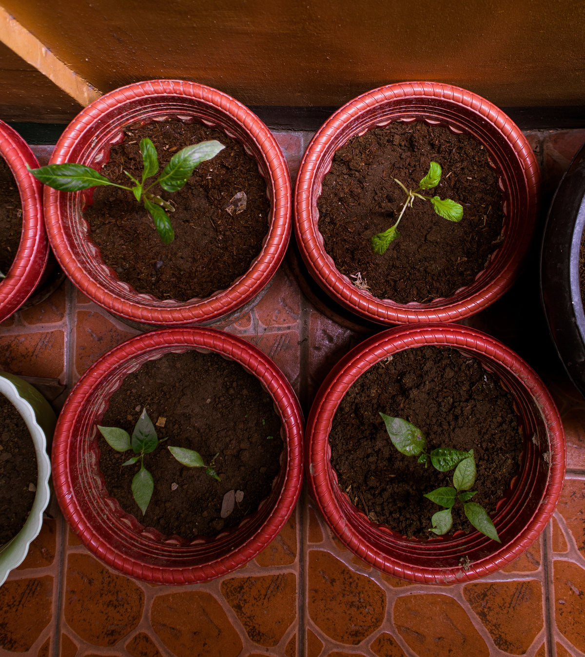 Container gardening
