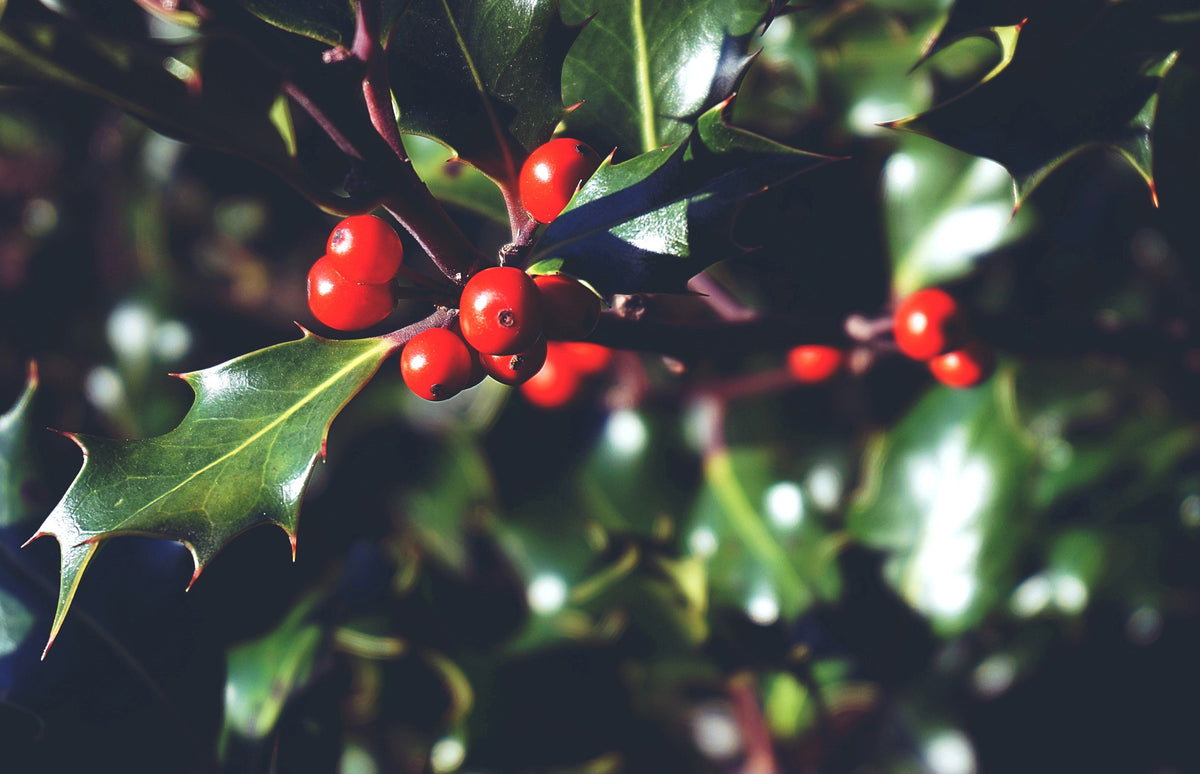 Christmas plants and flowers to add festivity to your home