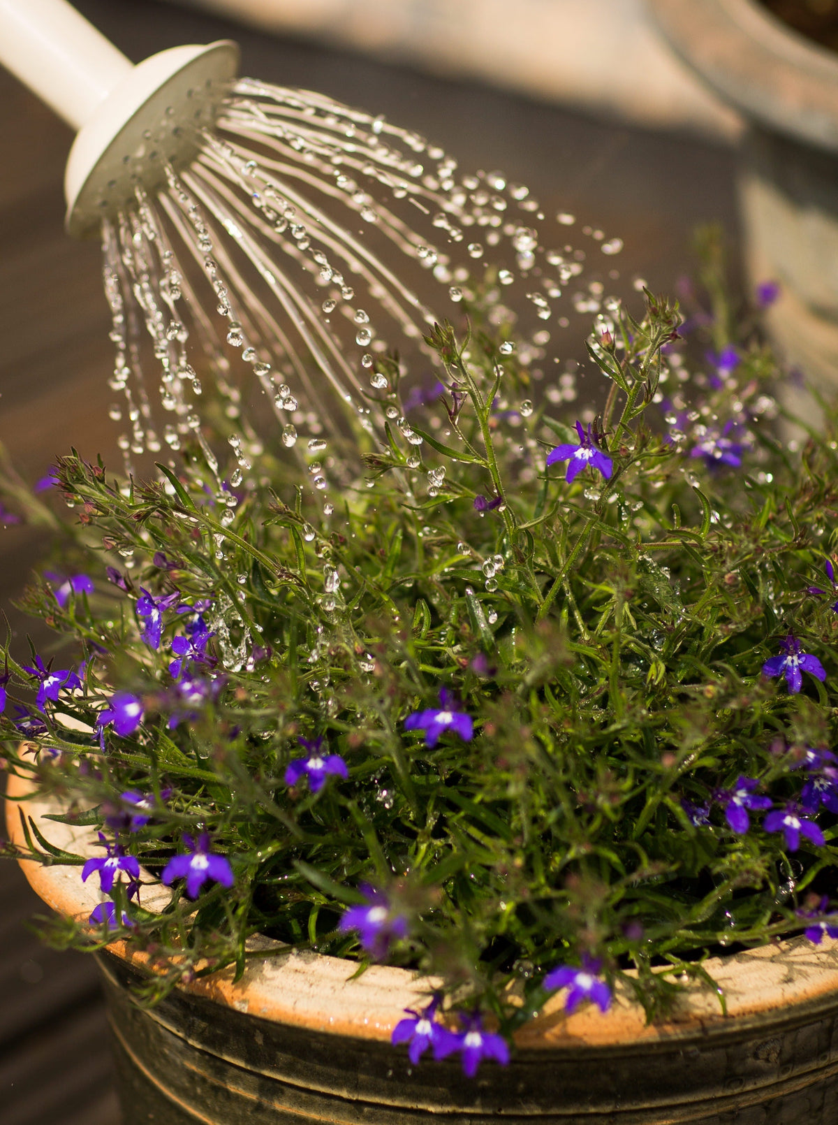 5 signs that you are overwatering your plants