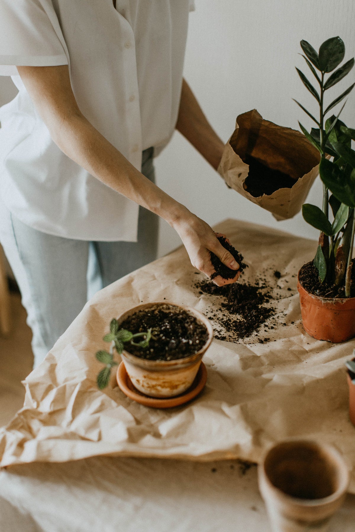 Plants for first time plant parents