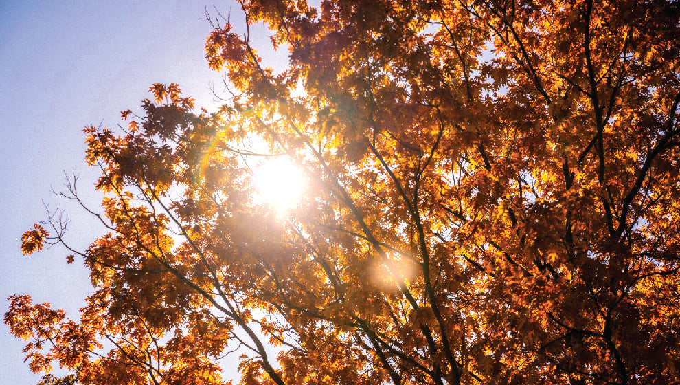 What to do in the garden in September