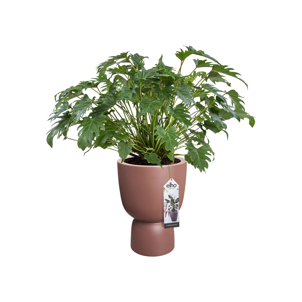 Pure Coupe 35Cm (Brown)
